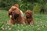 DOGUE DE BORDEAUX 293